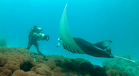 The Manta Queen